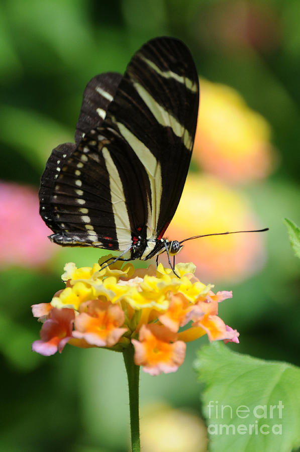 Zebra Butterfly Photograph by Sarah Schroder