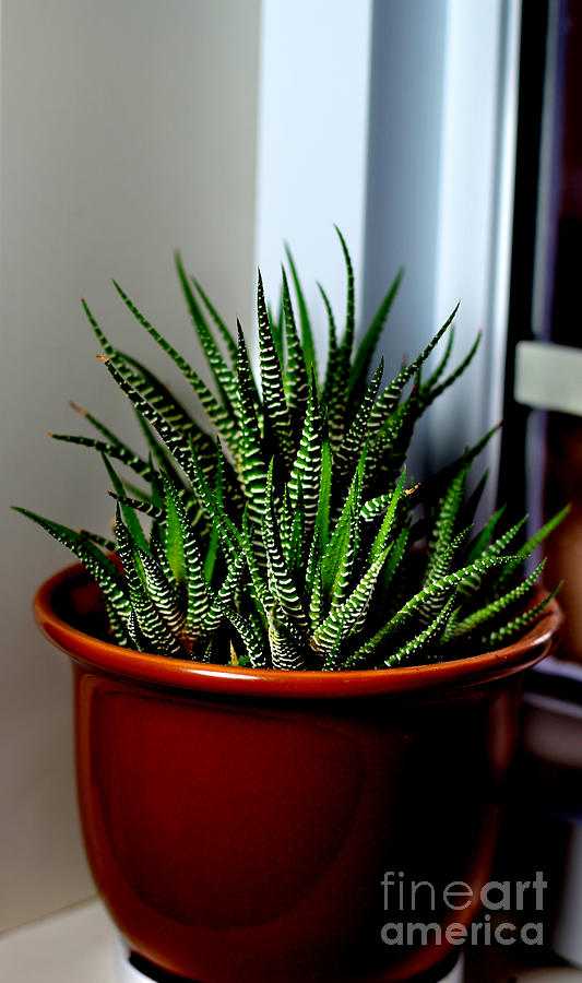 Zebra Cactus - Succulent - Houseplants Photograph by ...