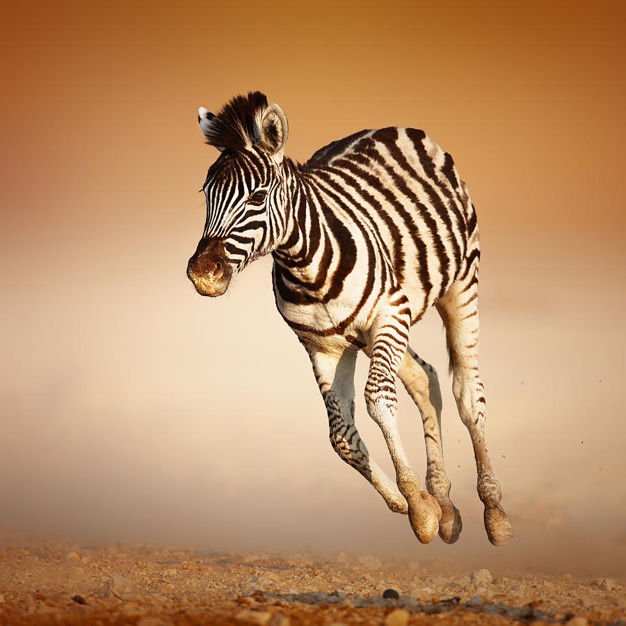 Zebra Calf Running Photograph