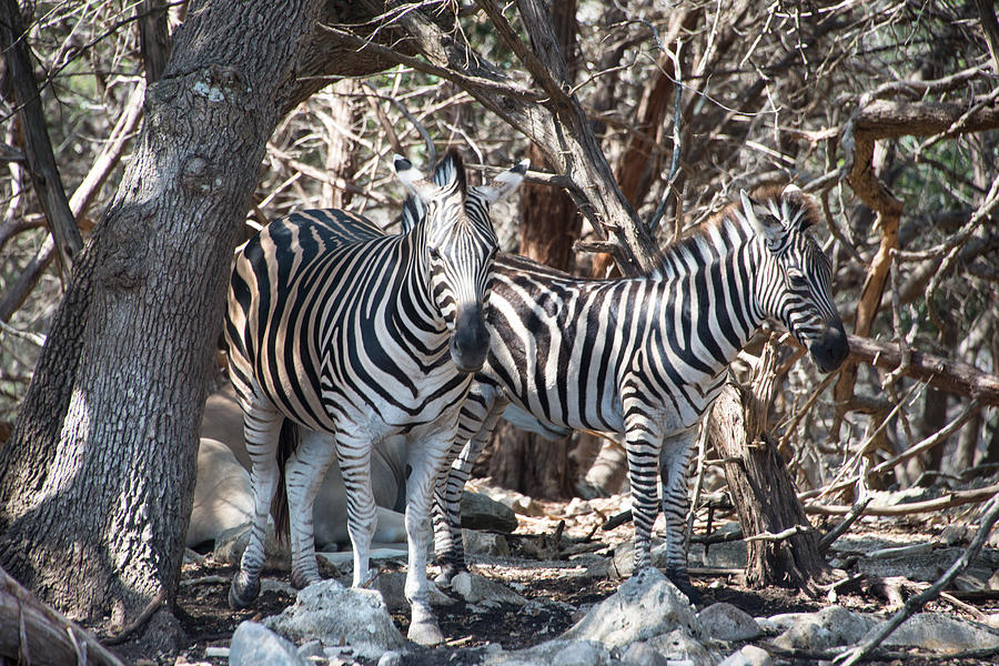 Zebra Camouflage Art Photograph by JG Thompson