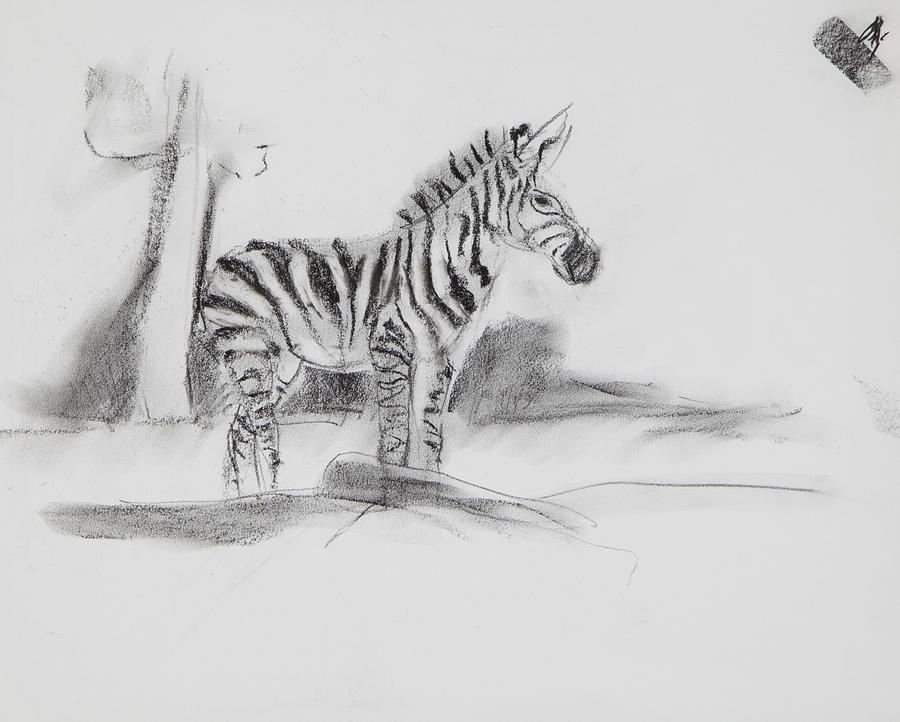 Zebra Charcoal Study Drawing by Greg Kopriva