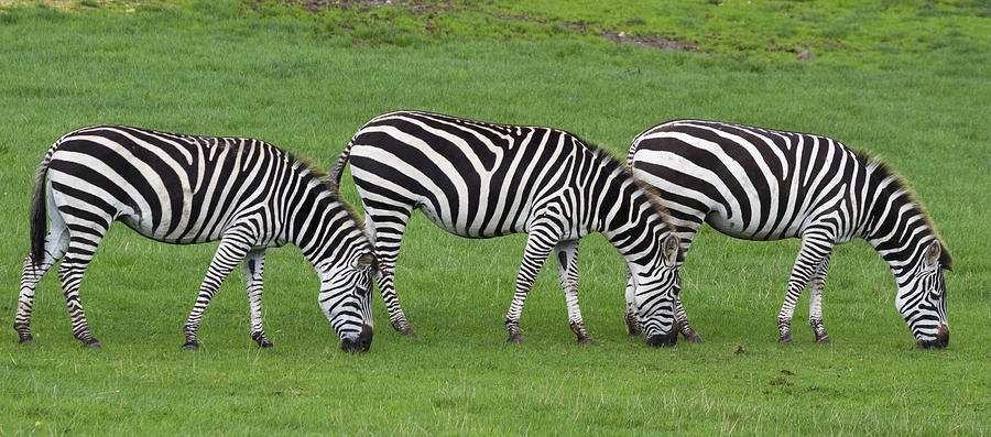 Zebra Photograph by Chris Smith