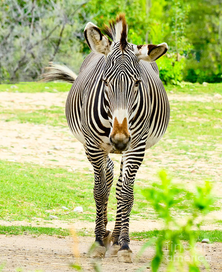 Zebra coming Photograph by Les Palenik