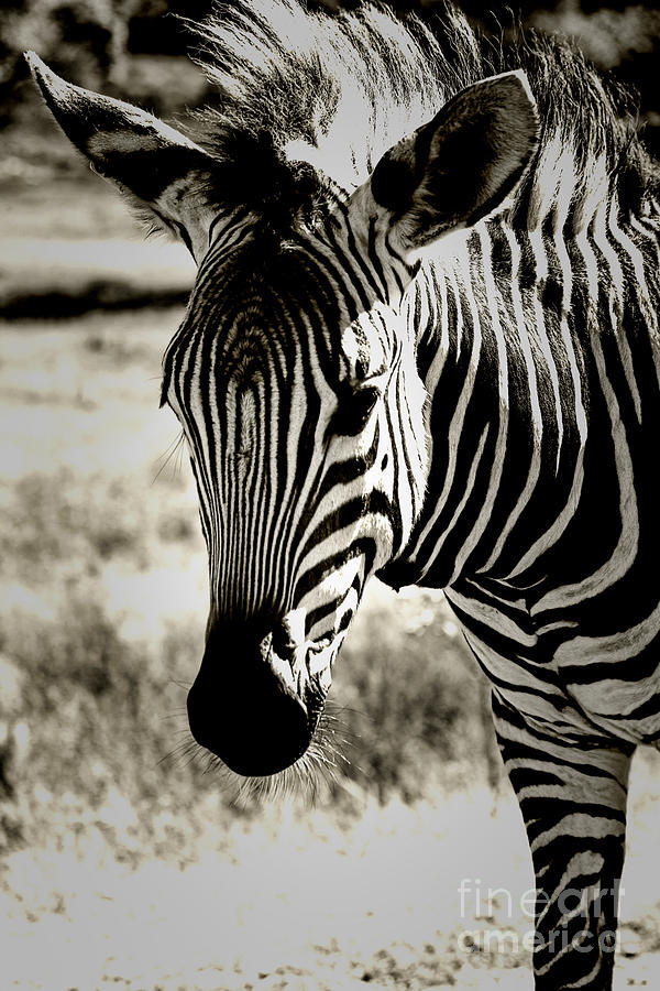 Zebra Crossing V3 Photograph by Douglas Barnard - Fine Art America