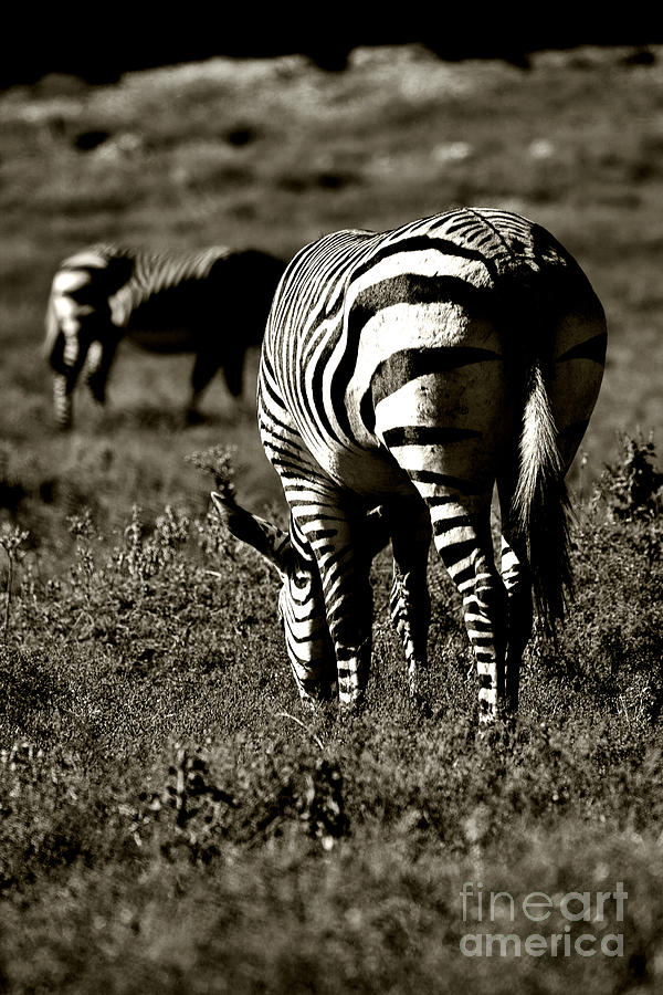 Zebra Crossing V4 Photograph by Douglas Barnard | Fine Art America