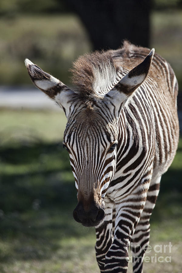 Zebra Photograph - Zebra Crossing V7 by Douglas Barnard