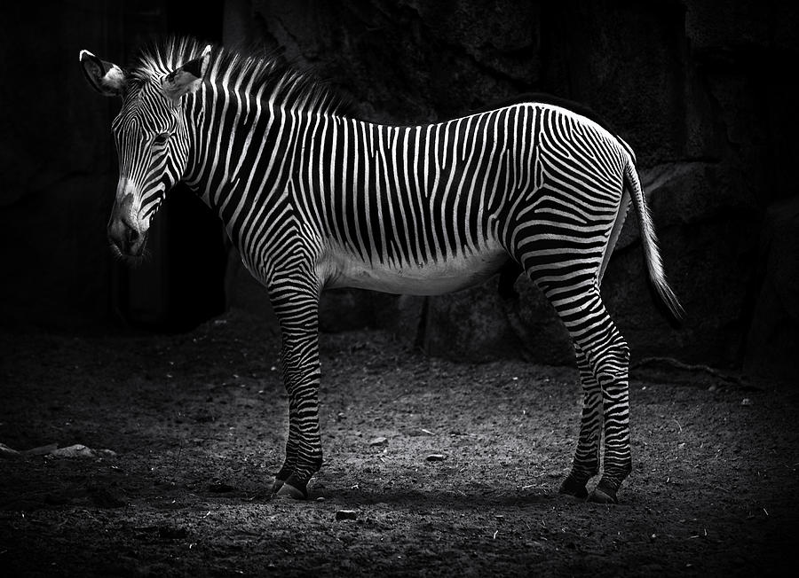 Zebra Spotlight Photograph by D Plinth