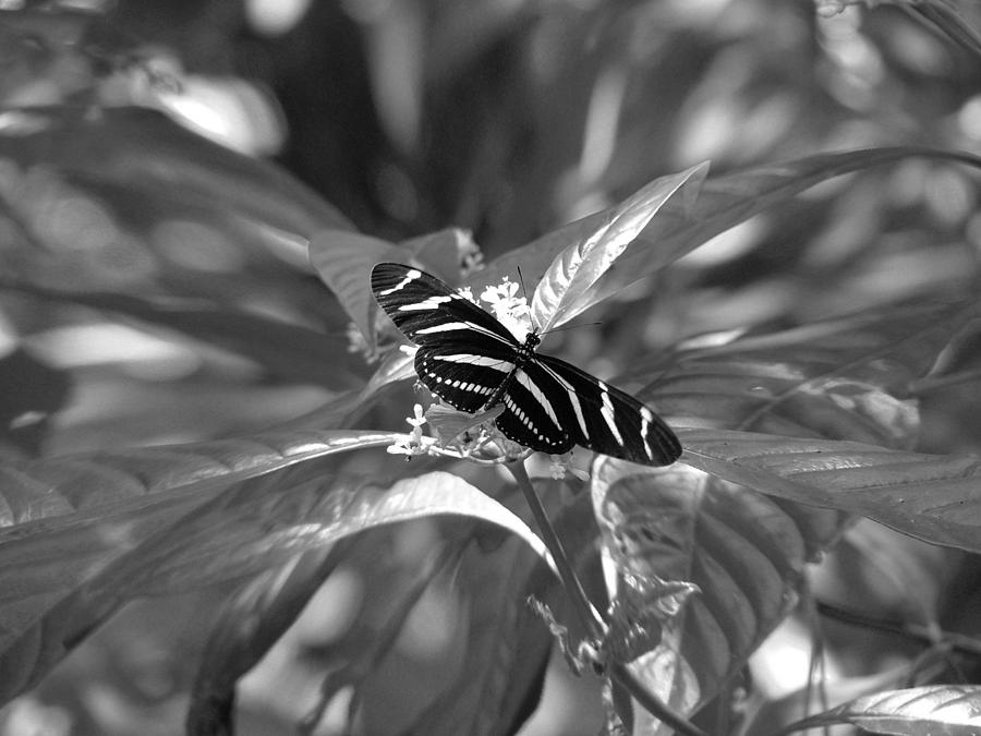 Zebra Photograph by David Weeks