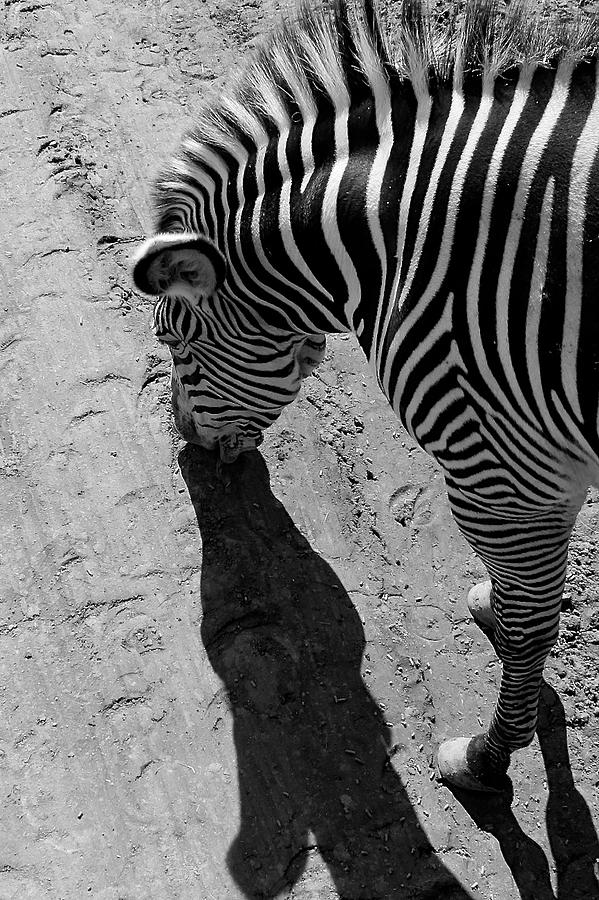 Wildlife Photograph - Zebra by Devin Wensevic