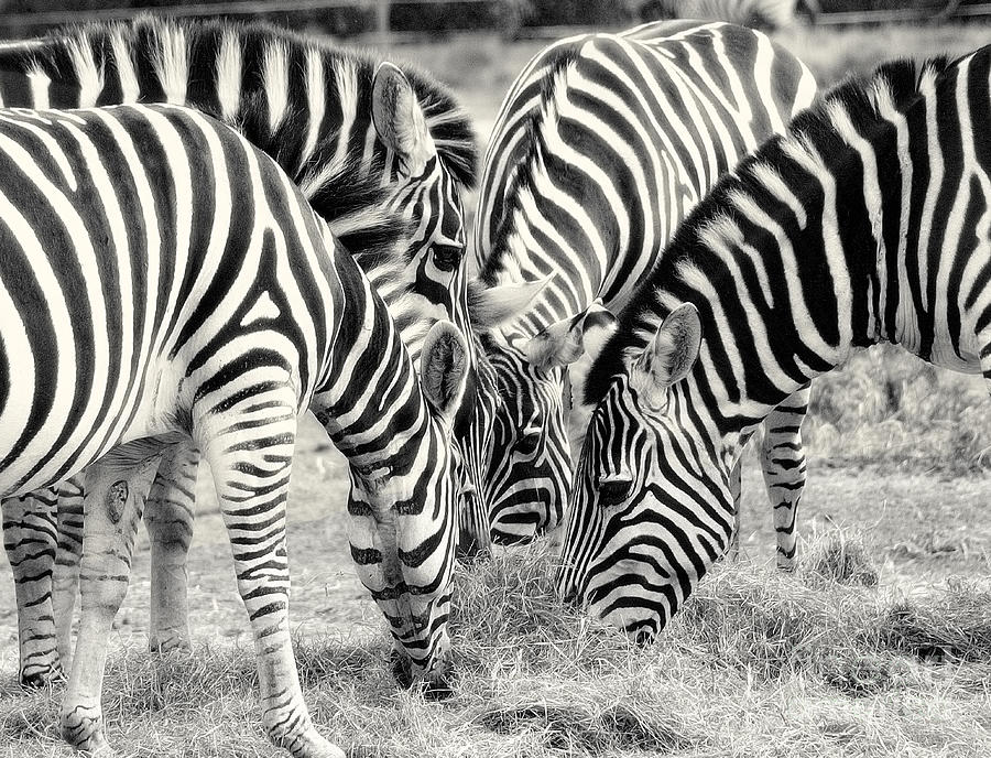 Zebra Dinner Time   Photograph by Raymond Earley