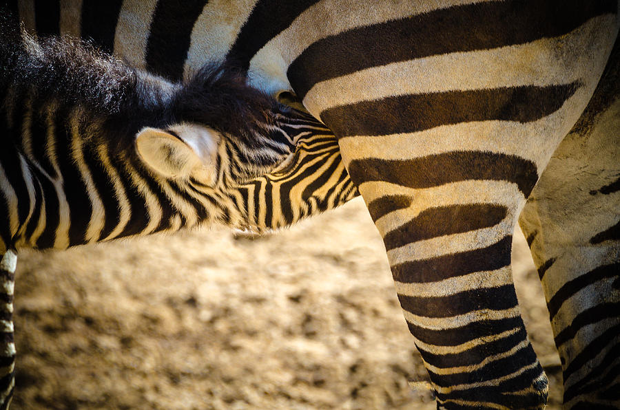Zebra Dinner Photograph by Yeates Photography
