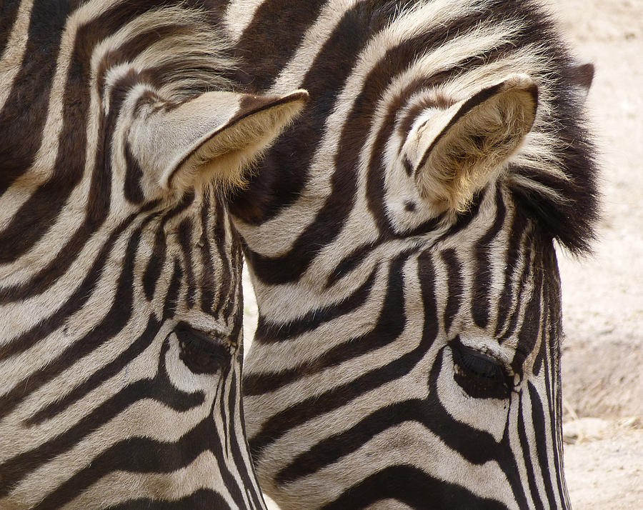 Zebra Double Photograph by Margaret Saheed