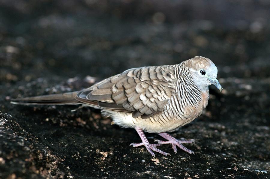 Zebra Dove On The Ground Photograph by Tony Camacho/science Photo Library Fine Art America