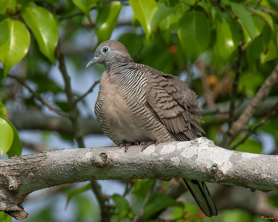 Zebra Dove or Barred Ground Dove DTHN0054 Photograph by Gerry Gantt