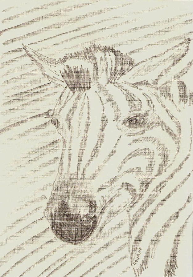Zebra Drawing Drawing by Rosalie Scanlon