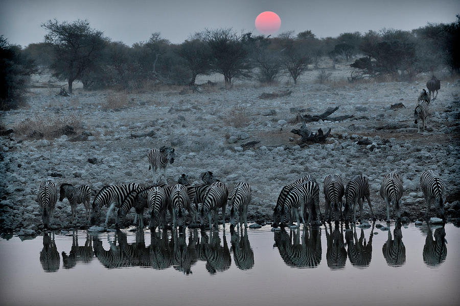 Zebra Drinking Water At Sunset, Etosha Photograph by John Wang