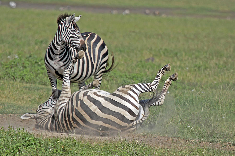 Zebra dust bath Photograph by Tony Murtagh