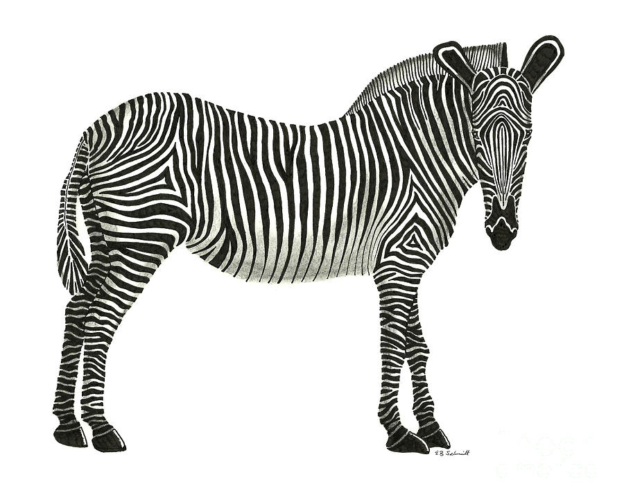 Zebra Drawing by E B Schmidt