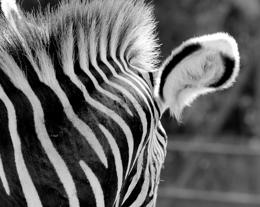 Zebra Ear Photograph by Bill Grolz Fine Art America