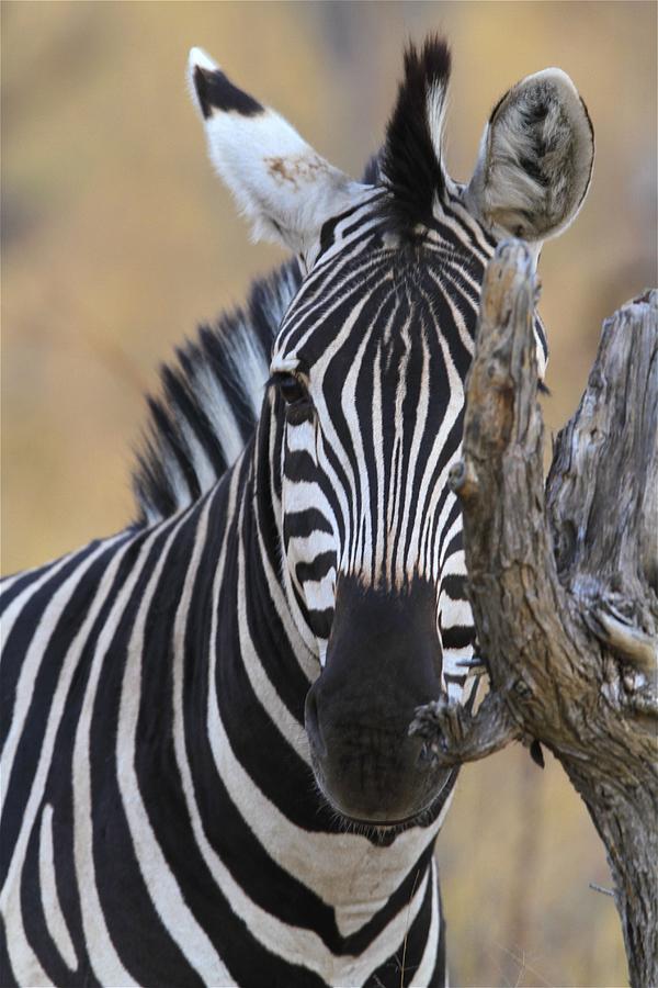 Zebra Ears Photograph by Debra Langaigne - Fine Art America