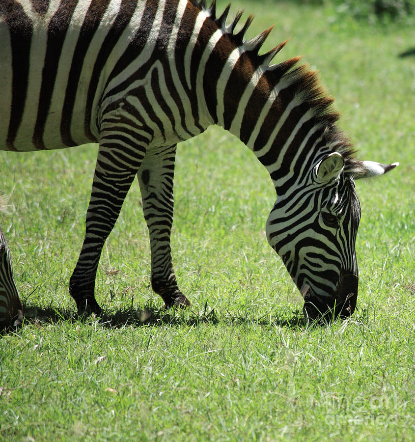 Tree Photograph - Zebra eating grass by Deborah Benbrook
