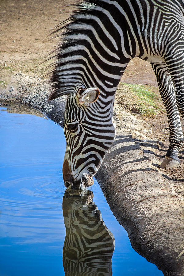Zebra Photograph by Elaine Malott