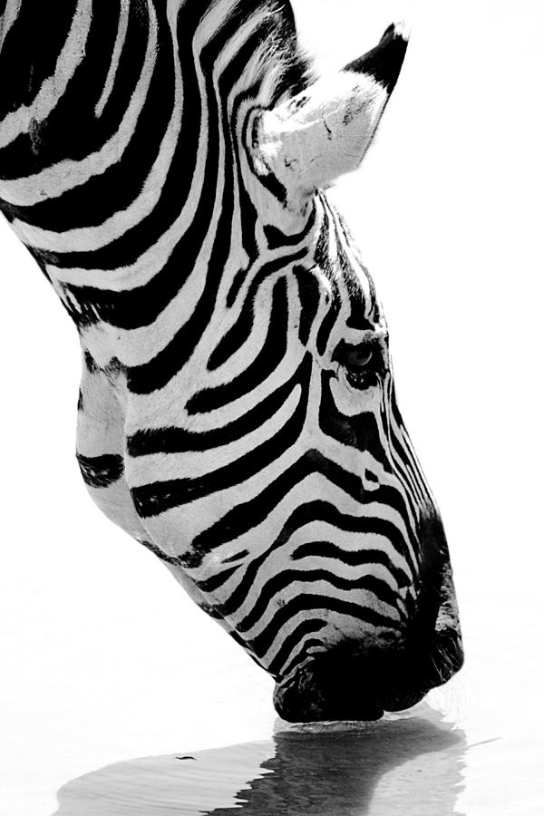 Black And White Photograph - Zebra by Elizabeth Budd
