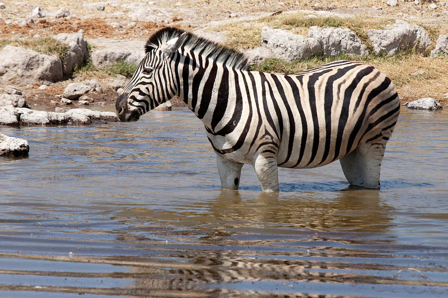 Zebra (equus Quagga Burchellii Photograph by Jaynes Gallery - Fine Art ...