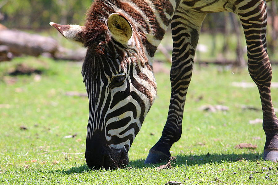 Zebra Photograph - Zebra by Ester McGuire