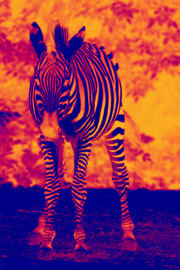 Zebra Photograph by Eti Reid