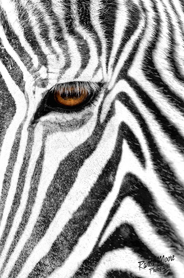 Zebra eye Photograph by A Hint of Color Photography - Fine Art America