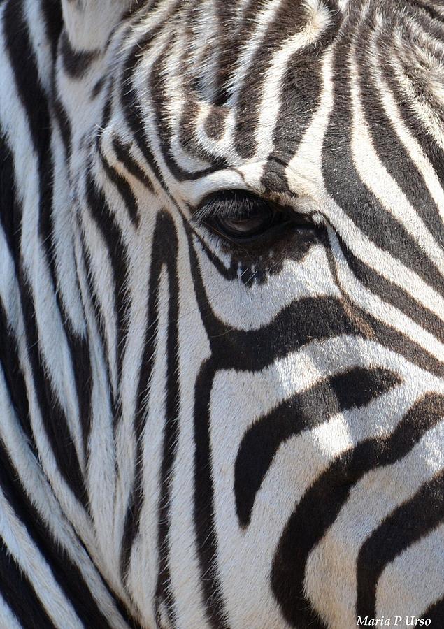 Zebra Eye Abstract Photograph by Maria Urso