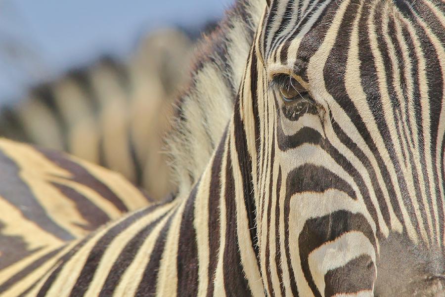 Nature Photograph - Zebra Eye by Andries Alberts