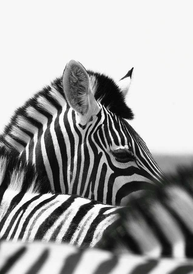 Wildlife Photograph - Zebra eye by Russell Millner