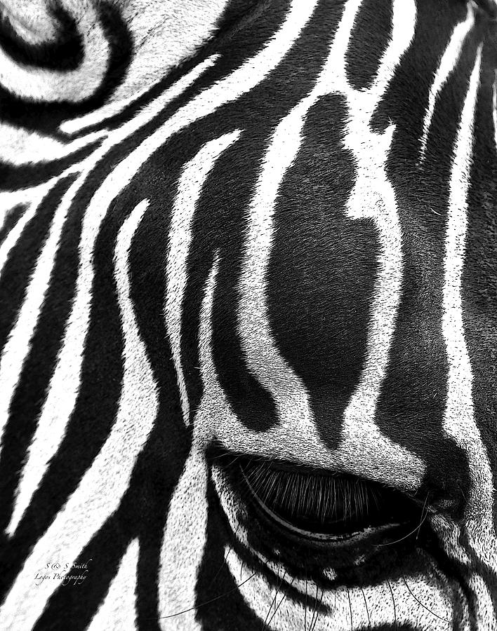 Zebra eye Photograph by Steve and Sharon Smith