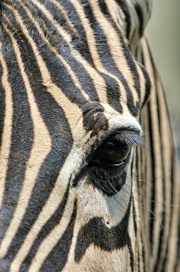 Zebra Eye Photograph by Teeje