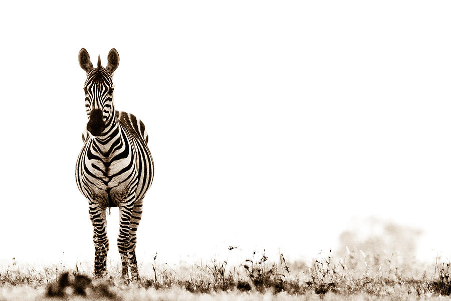 Zebra Facing Forward Washed Out Sky Bw Photograph by Mike Gaudaur