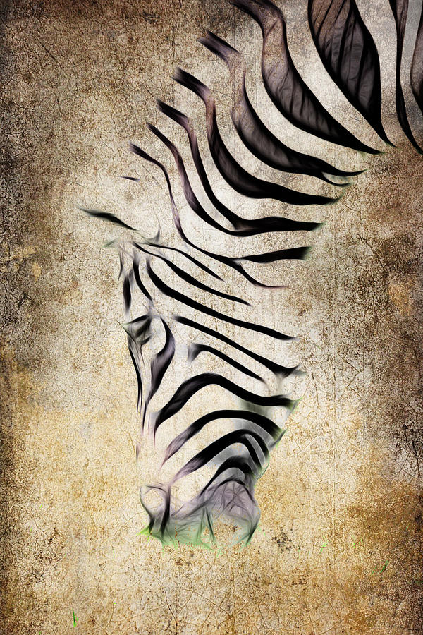 Zebra Fade Photograph by Steve McKinzie
