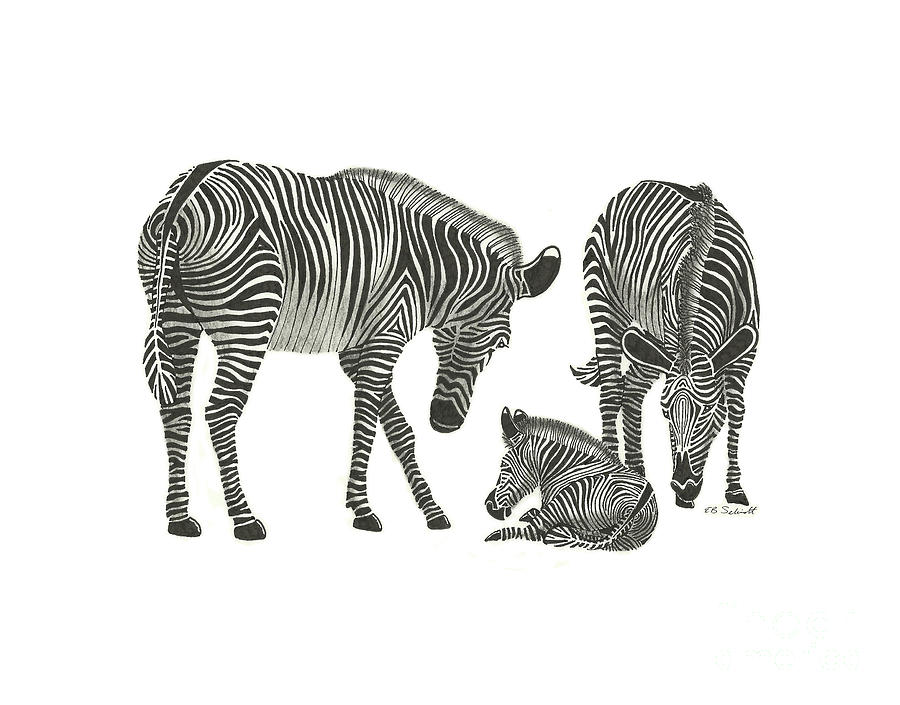 Zebra Family Drawing by E B Schmidt