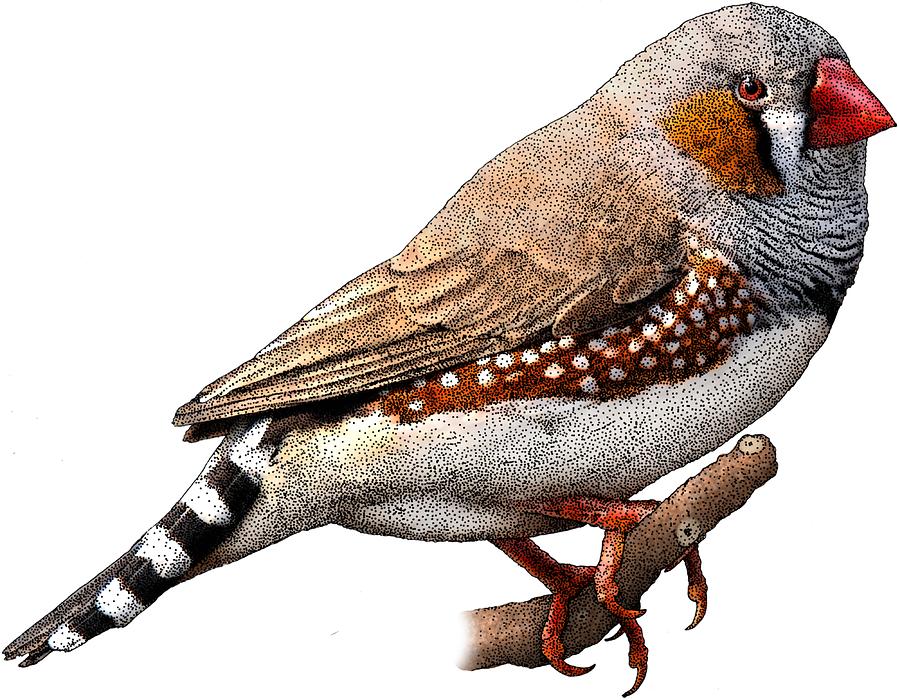 Zebra Finch Photograph by Roger Hall