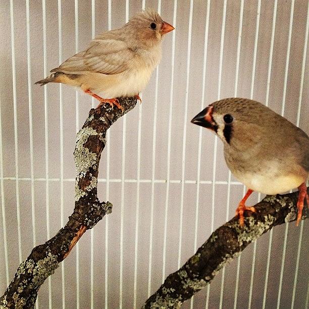 Bird Photograph - Zebra Finches by Christy Beckwith