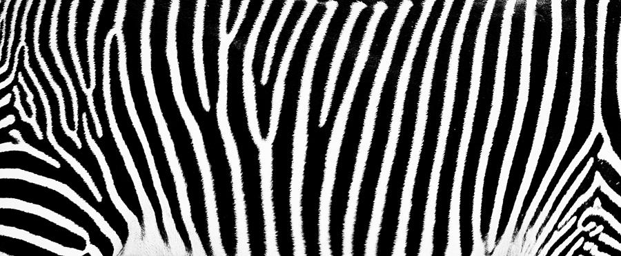 Zebra Flank Photograph by Joseph Hollingsworth