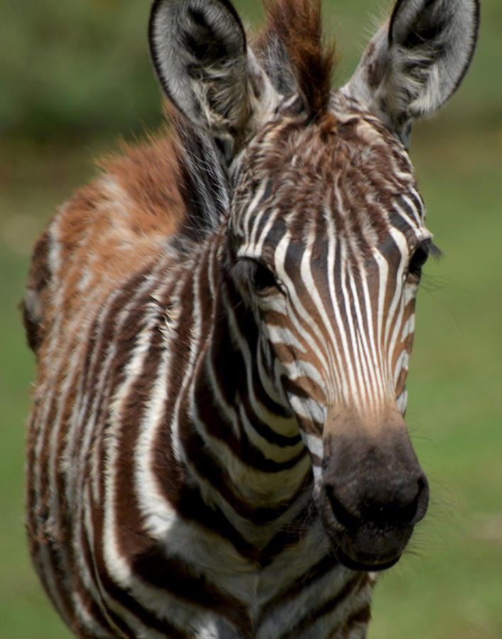 Zebra Foal 2 Photograph by Maggy Marsh