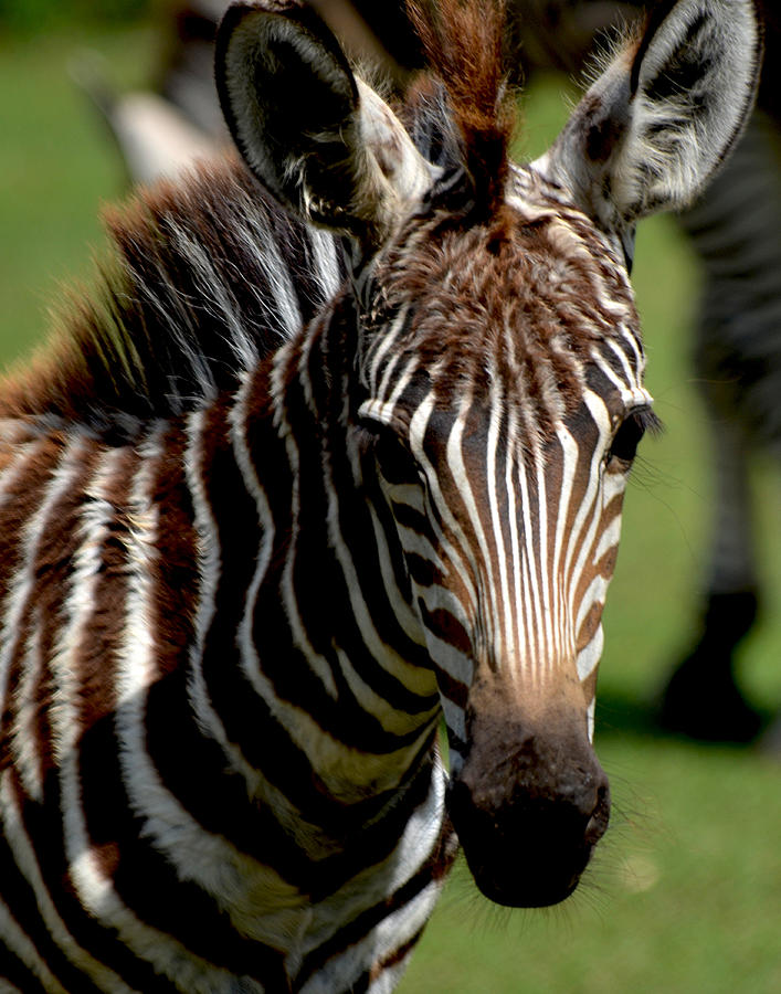 Zebra Foal 4 Photograph by Maggy Marsh