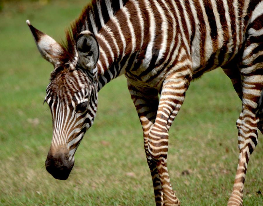 Zebra Foal 5 Photograph by Maggy Marsh