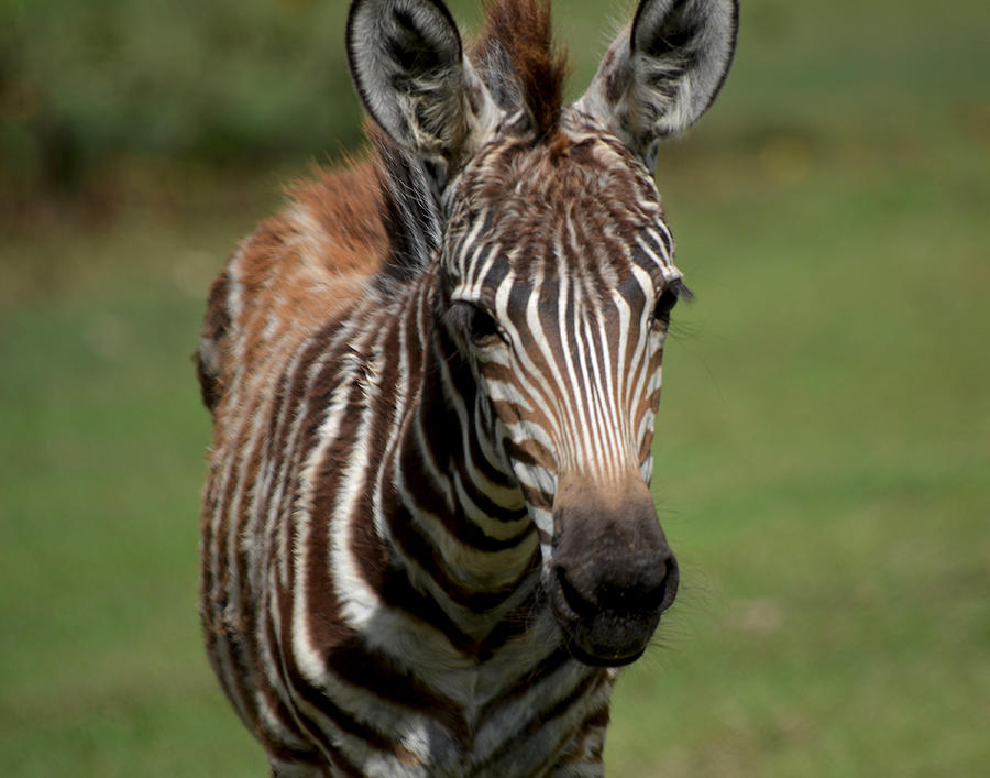 Zebra Foal 6 Photograph by Maggy Marsh