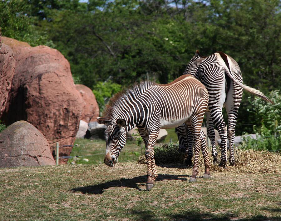 Zebra Foal And Mom Photograph