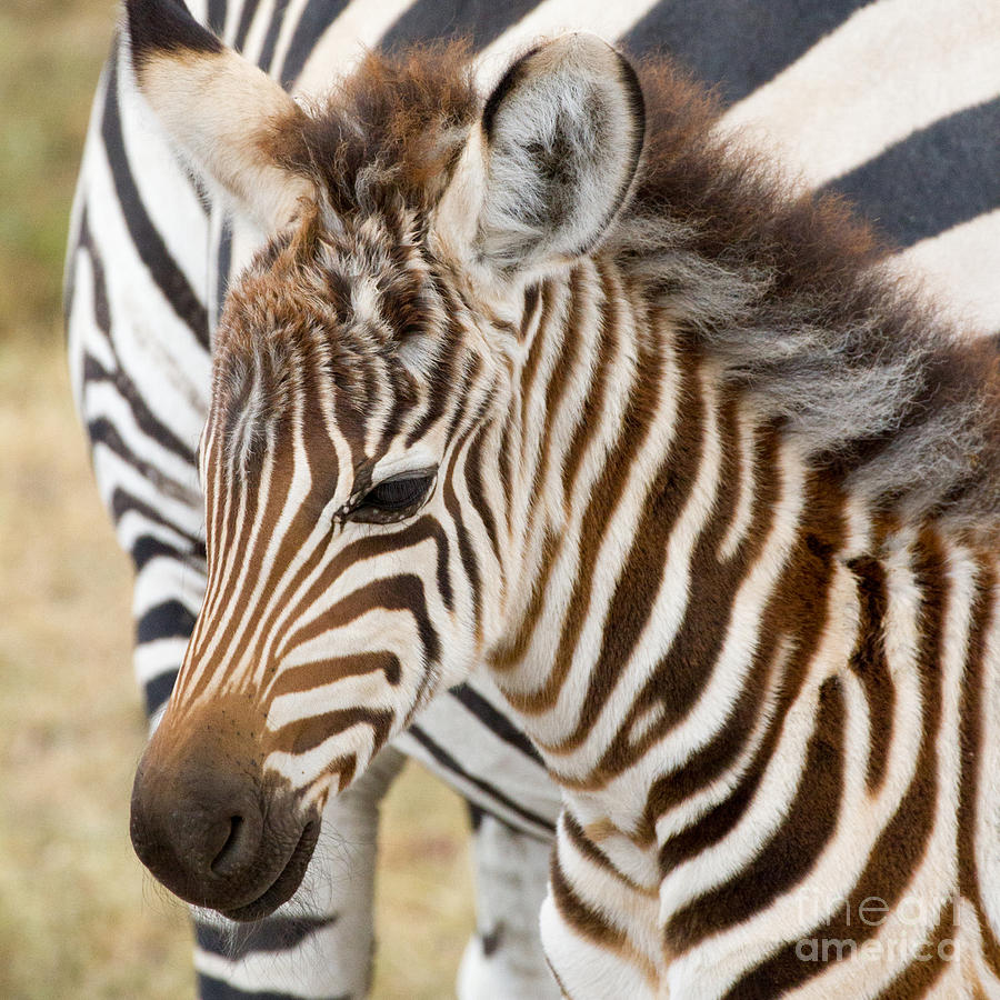 Zebra Foal Photograph by Chris Scroggins