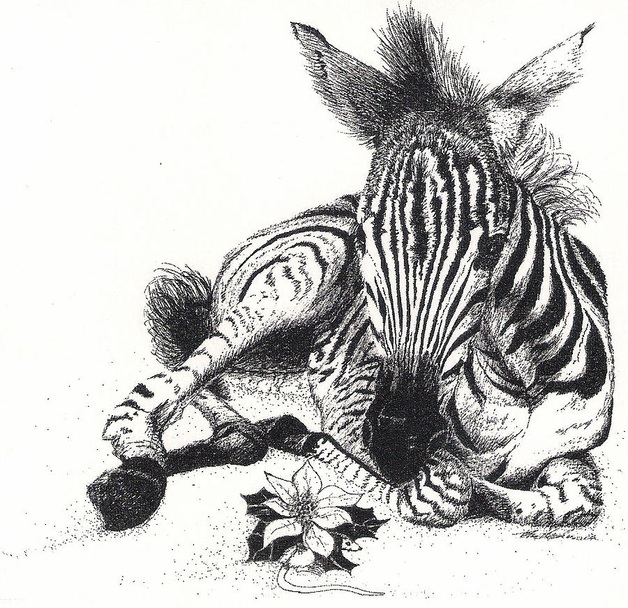 Zebra Foal Drawing by Petra Stephens