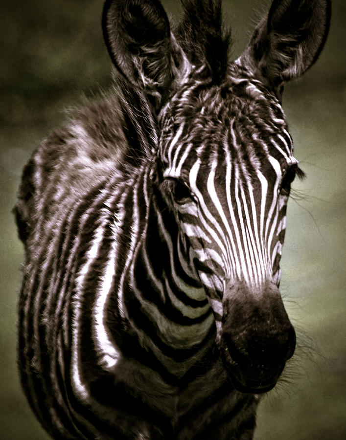 Zebra Foal Portrait Photograph by Maggy Marsh